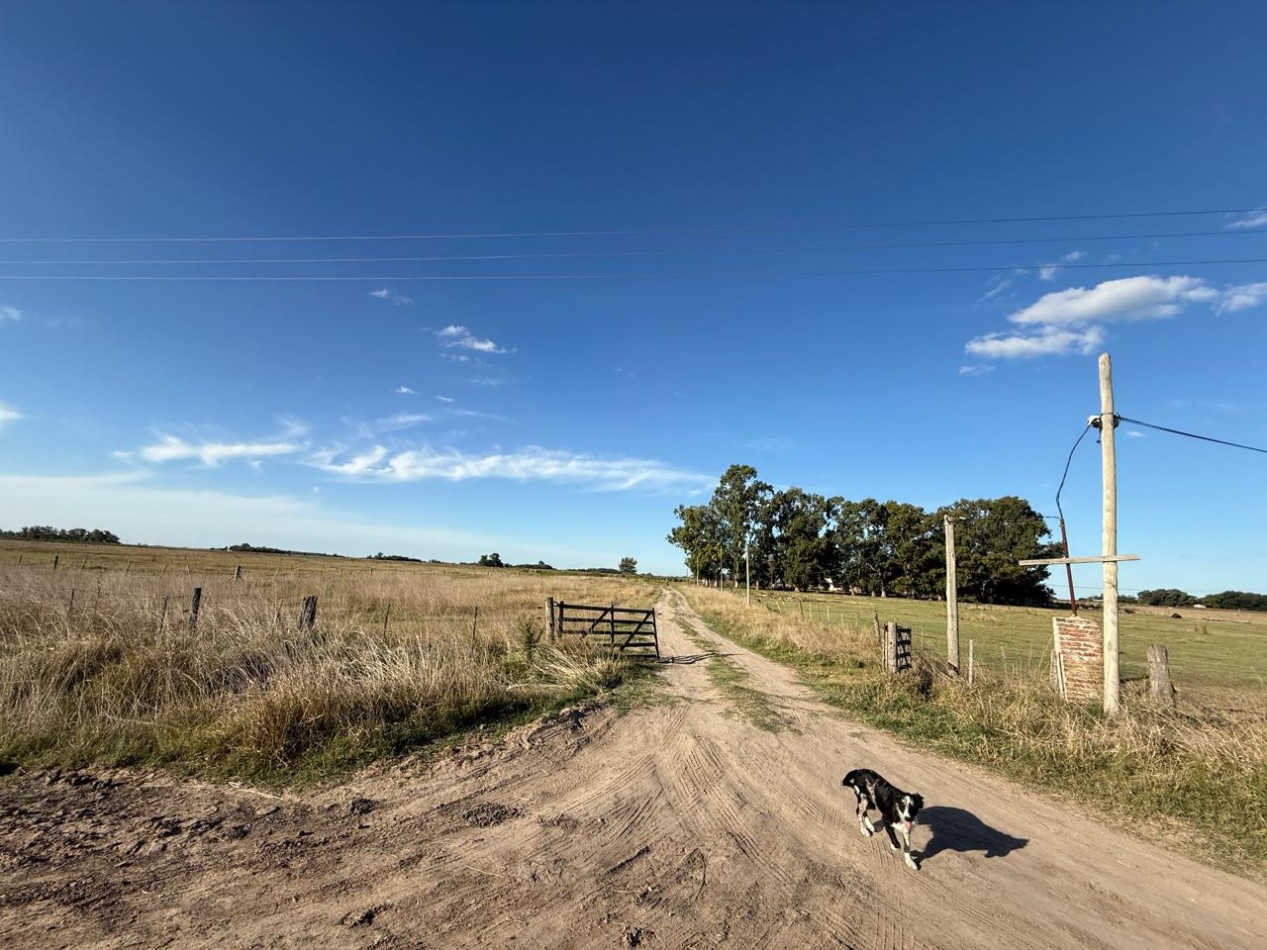 Udaondo, Cañuelas - 40 ha en venta 