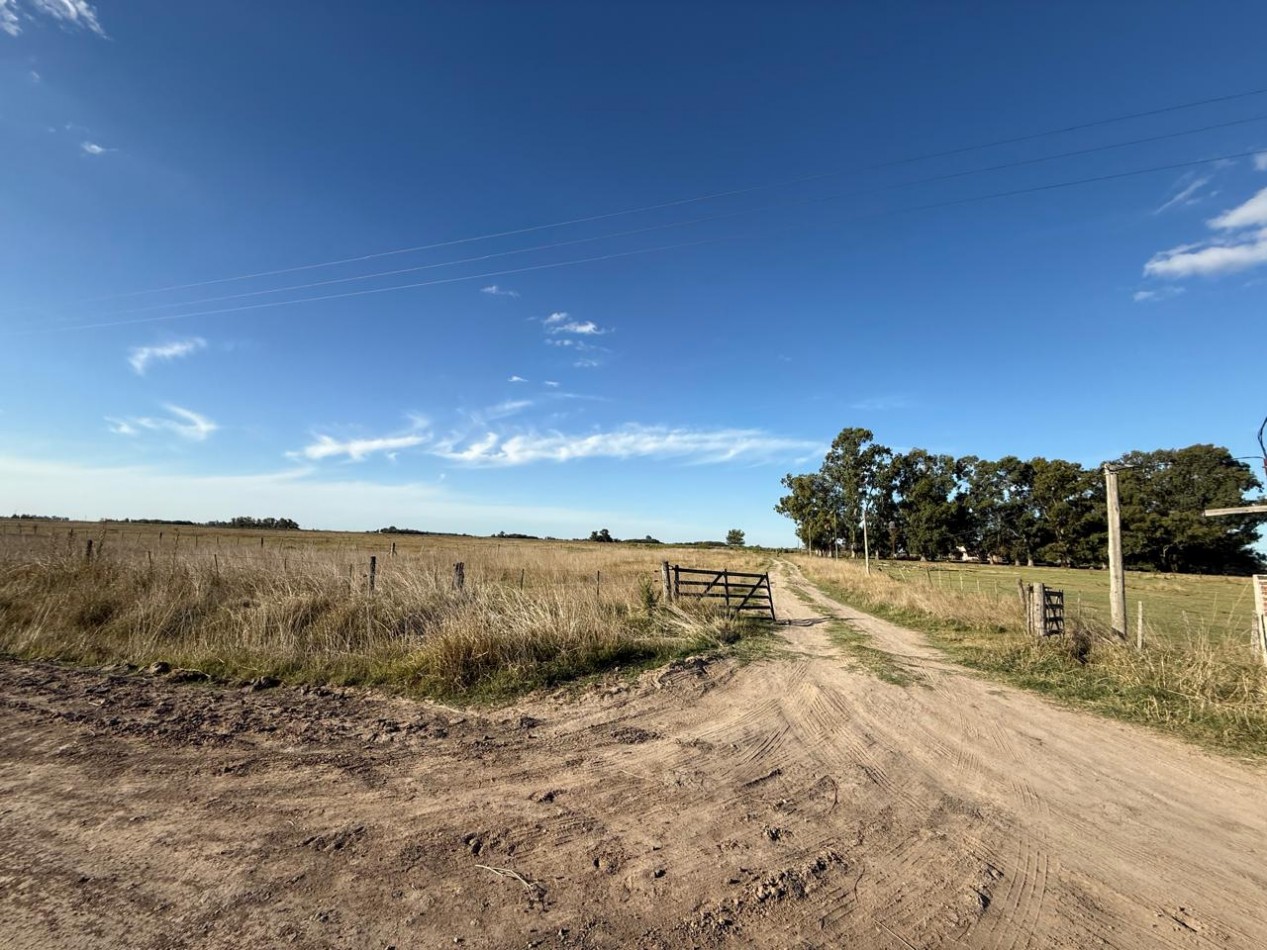 Udaondo, Cañuelas - 40 ha en venta 
