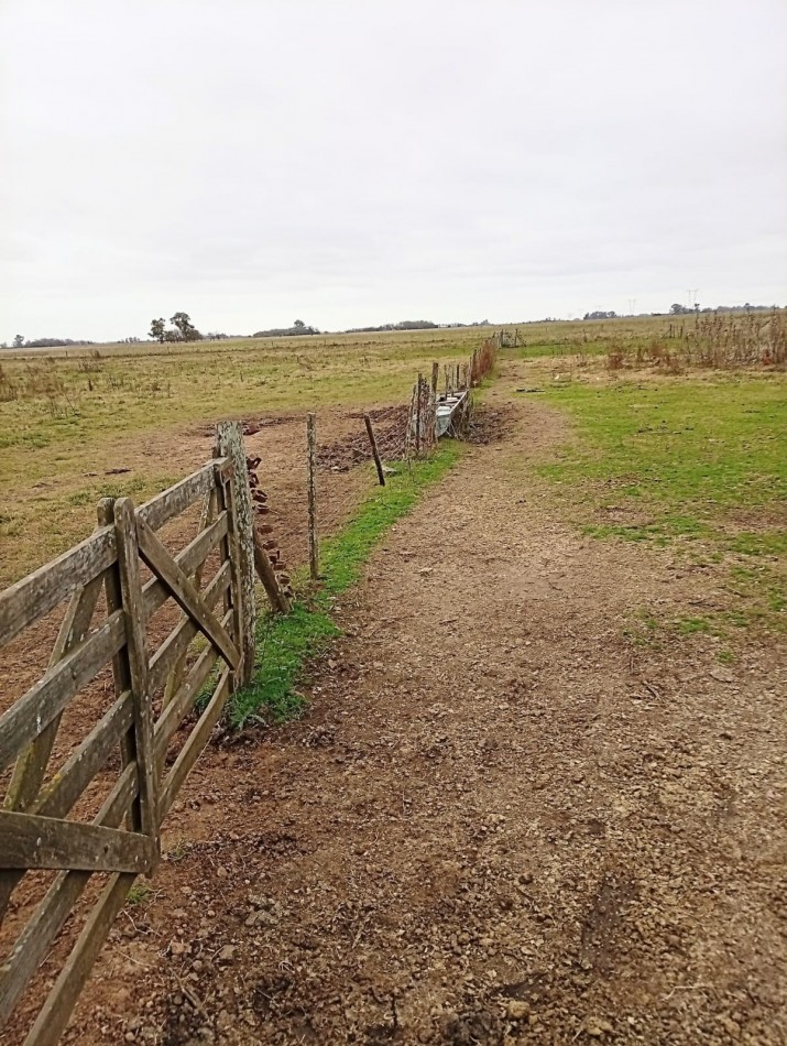Udaondo, Cañuelas - 45 ha en venta 