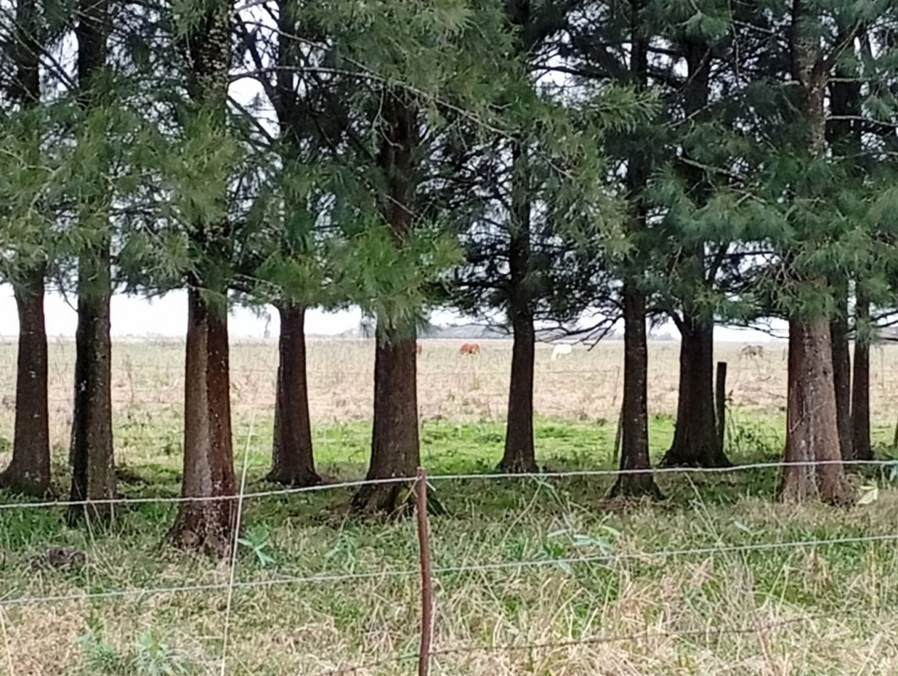Udaondo, Cañuelas - 45 ha en venta 