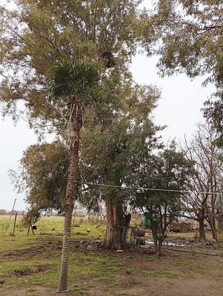 Udaondo, Cañuelas - 45 ha en venta 