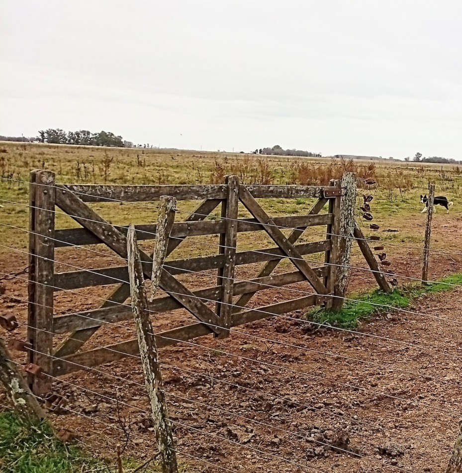 Udaondo, Cañuelas - 45 ha en venta 