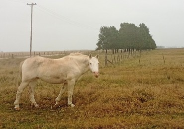 Udaondo, Cañuelas - 45 ha en venta 